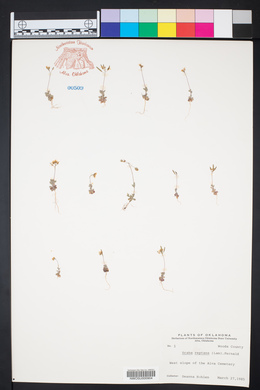 Draba reptans image