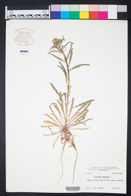 Erysimum repandum image
