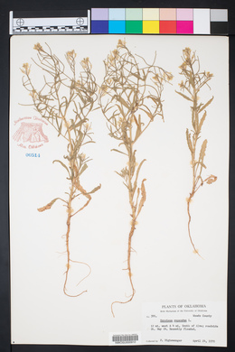 Erysimum repandum image
