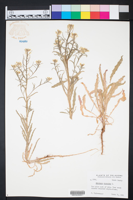 Erysimum repandum image