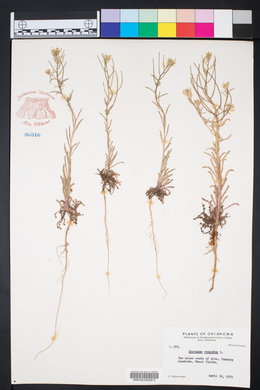 Erysimum repandum image