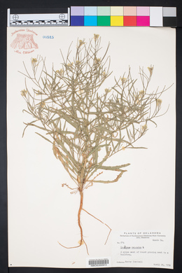 Erysimum repandum image