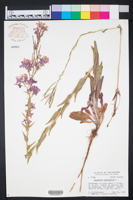 Hesperis matronalis image