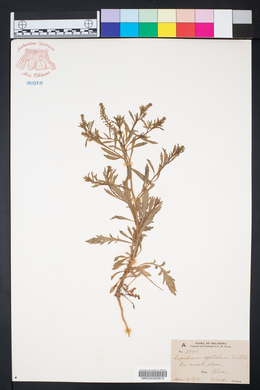 Lepidium apetalum image