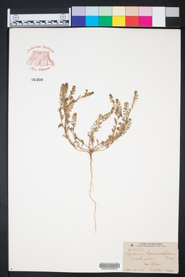 Lepidium bipinnatifidum image