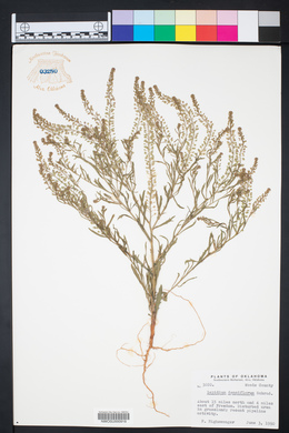 Lepidium densiflorum image