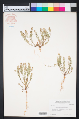 Lepidium oblongum image