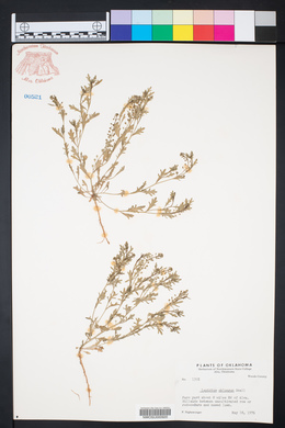 Lepidium oblongum image