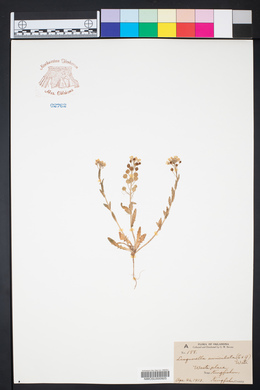 Paysonia auriculata image