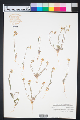 Physaria gordonii image