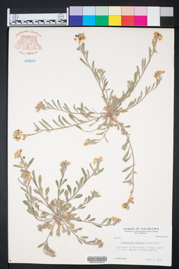 Physaria gordonii image