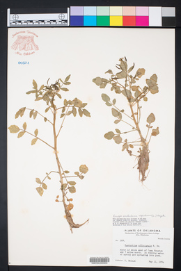 Rorippa nasturtium image