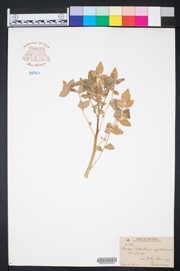 Roripa nasturtium image