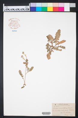 Rorippa sessiliflora image