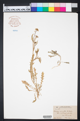 Rorippa sinuata image