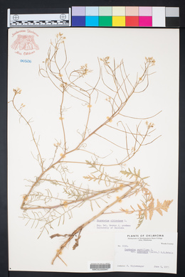 Sisymbrium altissimum image