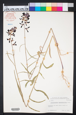 Streptanthus hyacinthoides image