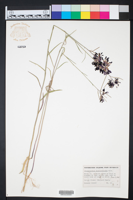 Streptanthus hyacinthoides image