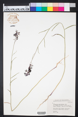 Streptanthus hyacinthoides image