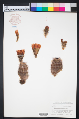 Echinocereus reichenbachii image