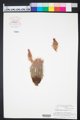 Echinocereus reichenbachii image