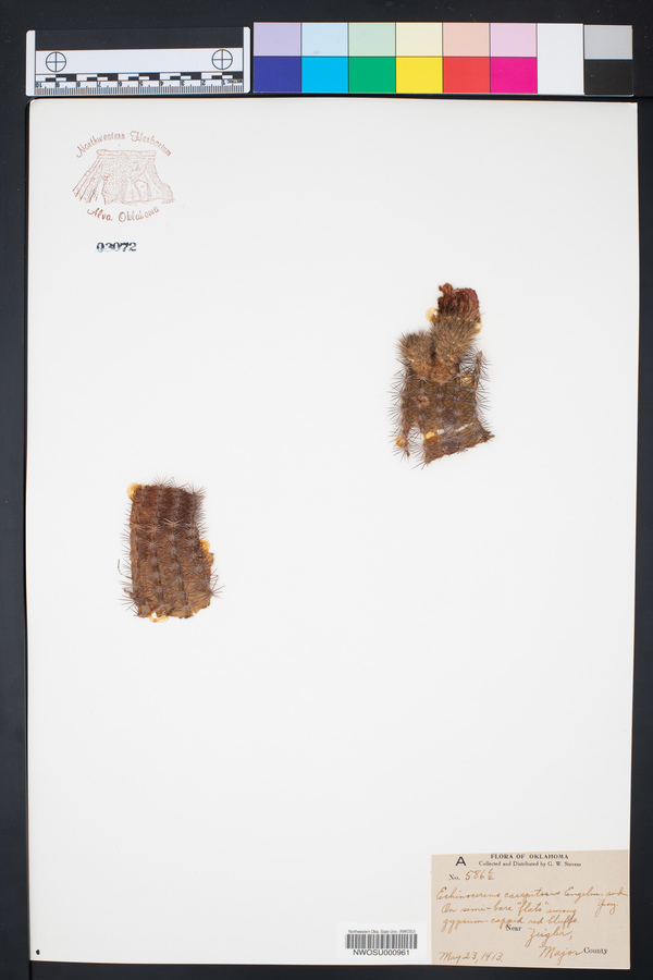 Echinocereus caespitosus image