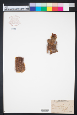 Media resource of Echinocereus caespitosus