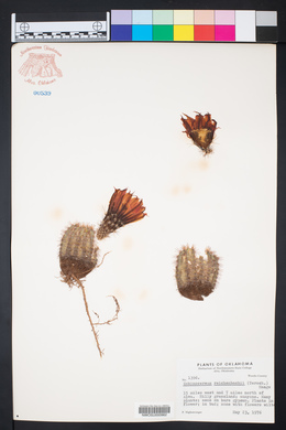 Echinocereus reichenbachii image