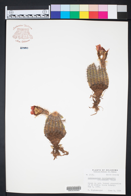 Echinocereus reichenbachii image