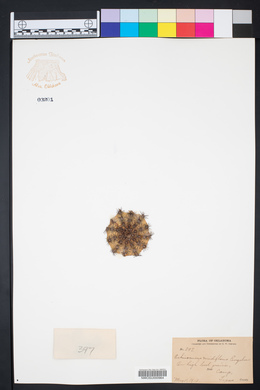 Echinocereus viridiflorus image