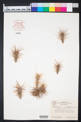 Cylindropuntia davisii image