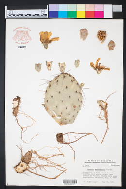 Opuntia macrorhiza image