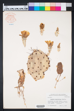 Opuntia macrorhiza image