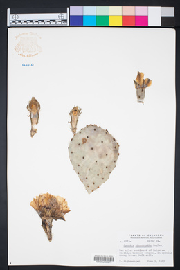 Opuntia phaeacantha image