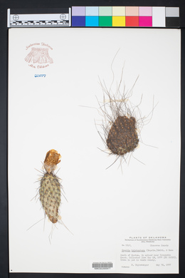 Opuntia polyacantha var. trichophora image
