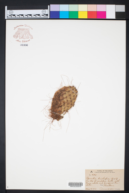 Opuntia polyacantha var. trichophora image