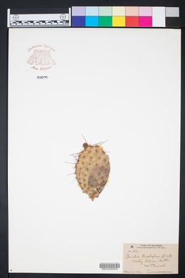 Opuntia polyacantha var. trichophora image