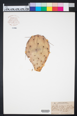 Opuntia tortispina image