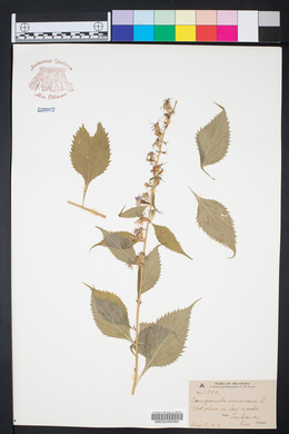 Campanulastrum americanum image