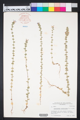Triodanis perfoliata var. perfoliata image