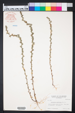 Triodanis perfoliata var. perfoliata image