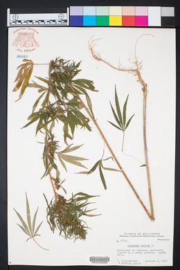 Cannabis sativa image