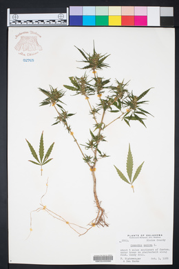 Cannabis sativa image