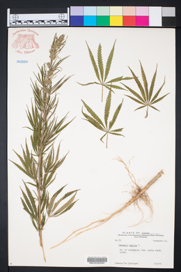 Cannabis sativa image