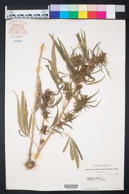 Cannabis sativa image