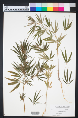 Cannabis sativa image