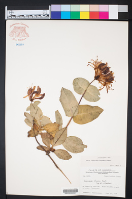 Lonicera etrusca image