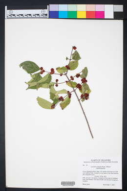 Lonicera maackii image