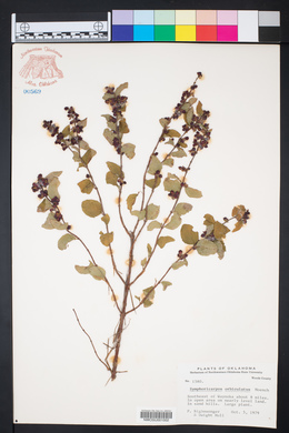 Symphoricarpos orbiculatus image