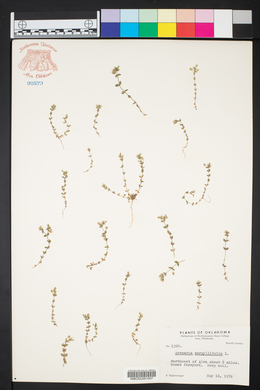 Arenaria serpyllifolia image